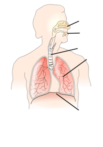unlabelled-respiratory-system-md