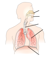 How the lungs work - Amy and Pals